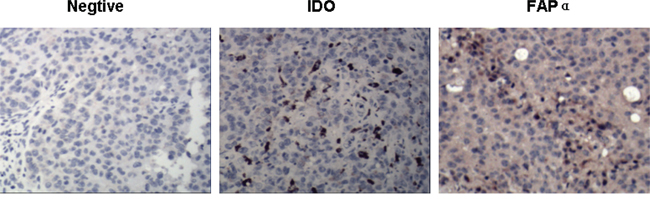 Identification of FAP &#x03B1; and IDO expression in B16 tumor cells of mice.