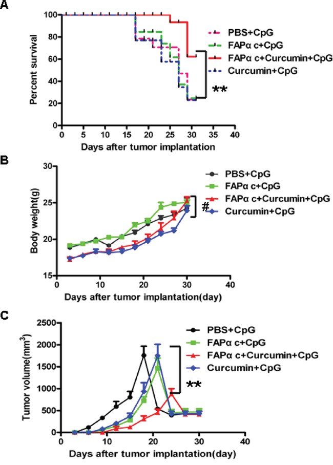 FAP&#x03B1;c vaccine plus curcumin and CpG elicited a protective antitumor response in B16 tumor-bearing mice.