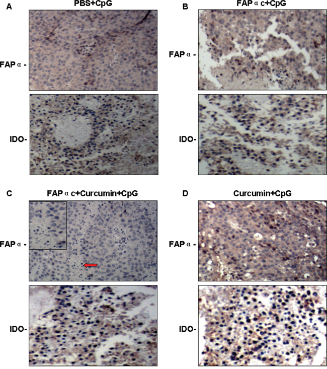 Effect of curcumin and FAP&#x03B1;c vaccine on expression of FAP&#x03B1; and IDO in B16 tumor-bearing mice.