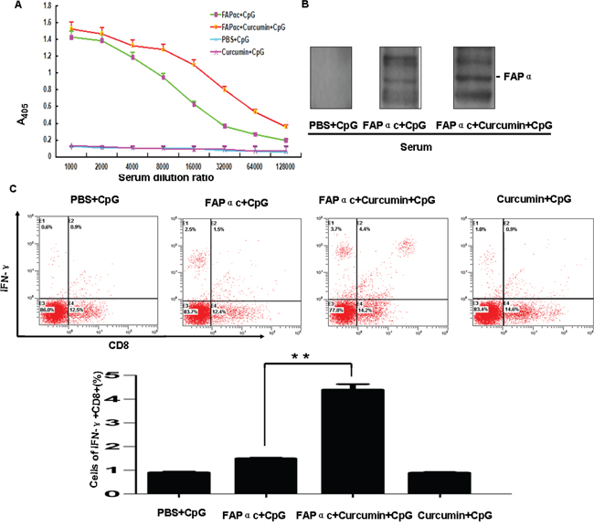 Detection of immune responses in B16 tumor-bearing mice.