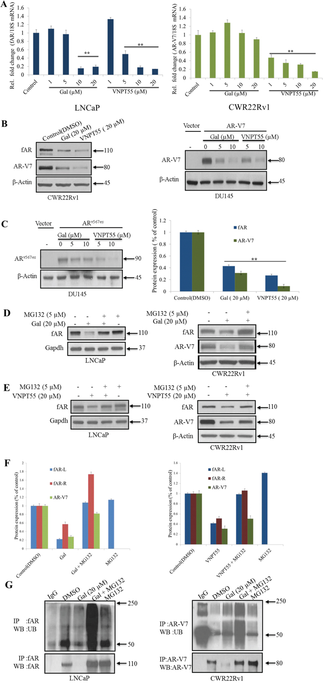 Effects of gal and VNPT55 on AR/AR-V7 mRNA and protein expression.