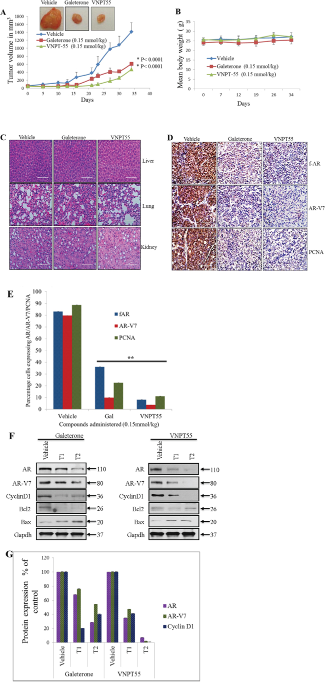 Antitumor activity of galeterone and VNPT55 in a CWR22Rv1 xenograft.