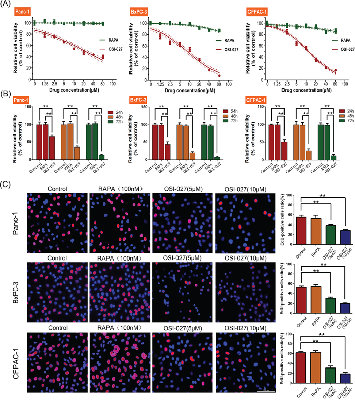 The effects of rapamycin (RAPA) and OSI-027 on cell viability and cell proliferation.