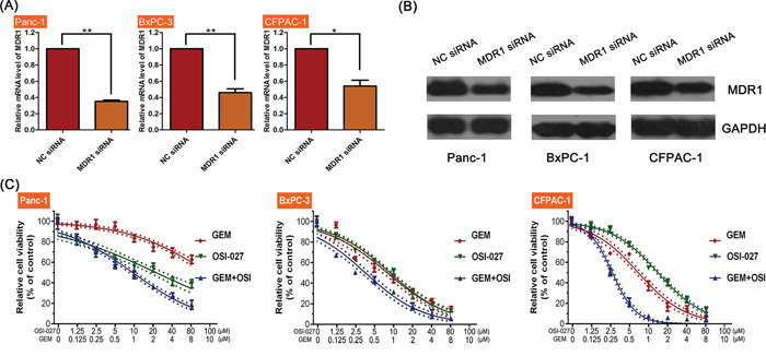 The efficacy of OSI-027 and gemcitabine (GEM) on PDAC cell line viability following MDR1 inhibition.