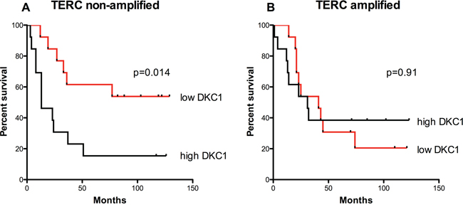 Overall survival is related to DKC1 expression only in those tumors where TERC gene is non-amplified.