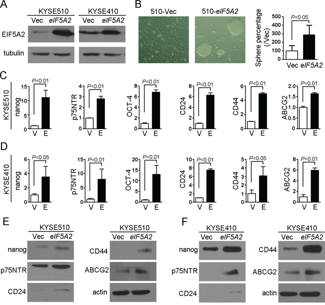 EIF5A2 overexpression increased the stemness of ESCC cells.