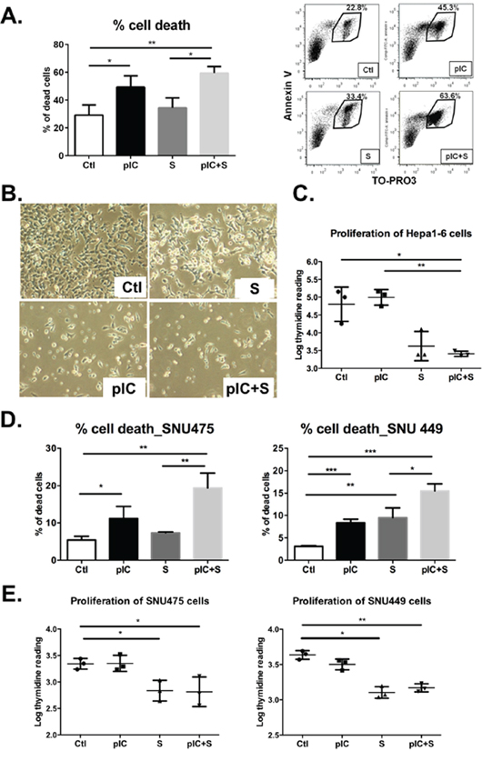 Co-treatment with poly-ICLC and Sorafenib impairs tumor cell survival and proliferation.