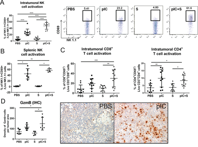 Enhanced activation of host NK cells and T cells in co-treated tumor-bearing mice.