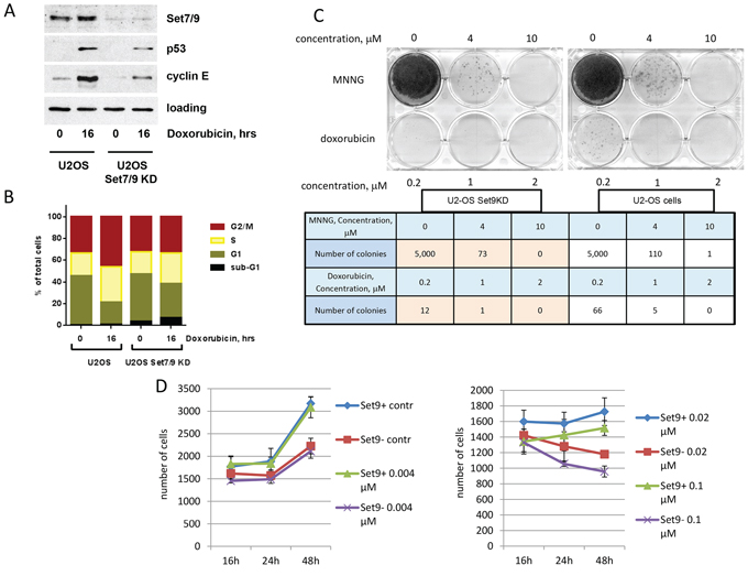 Down-regulation of Set7/9 in U2-OS cells augments sensitivity to genotoxic stress by doxorubicin.