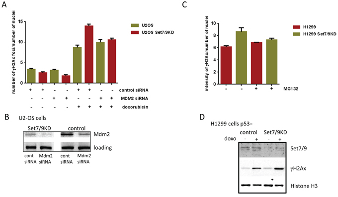 Attenuation of Mdm2 expression levels decreases DDR to doxorubicin.