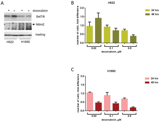 Attenuated expression of Set7/9 in lung cancer cell lines is associated with DNA damage sensitivity.