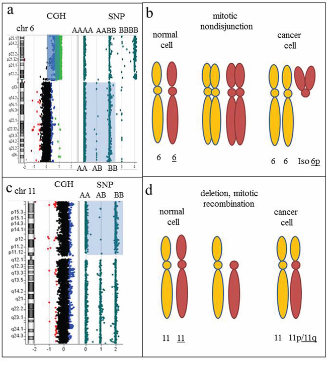 Regions of homozygosity detected by CGH+SNP array analysis point toward the nature of chromosomal rearrangements and mechanisms of clonal evolution.