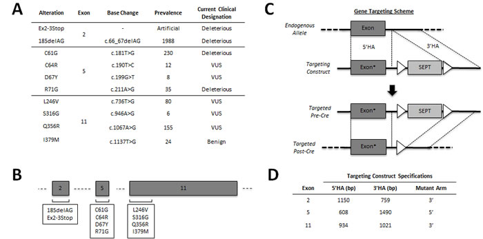 Engineering an isogenic BRCA1 panel.