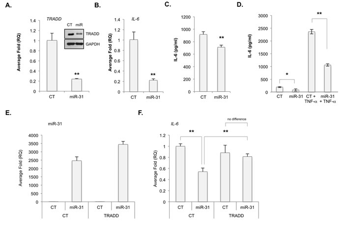 MiR-31 inhibits TRADD expression and NF-&#x3ba;B-induced gene expression.