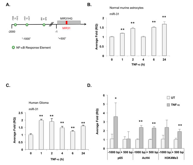 TNF-&#x3b1; activated NF-&#x3ba;B induces miR-31 expression.