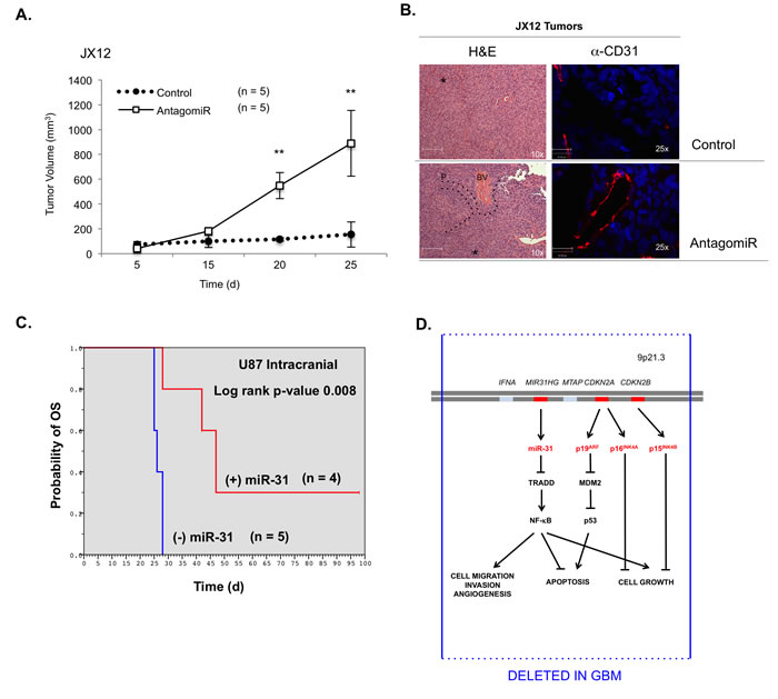 The levels of miR-31 inversely correlate with tumor growth