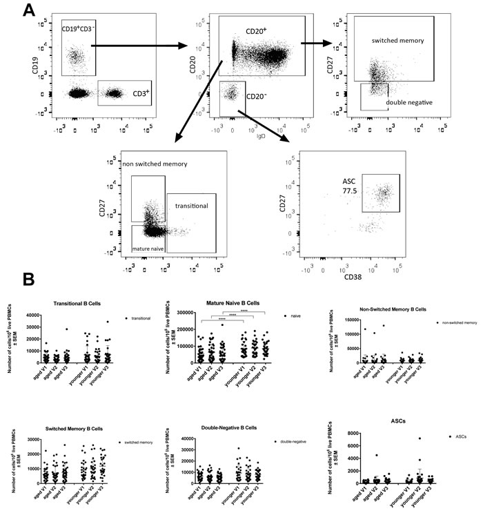 Numbers of circulating B cell subsets: Graphs show the different B cell subsets, i.e.,