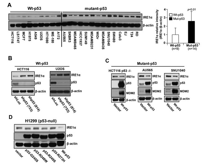 IRE1&#x3b1; expression is regulated by p53.