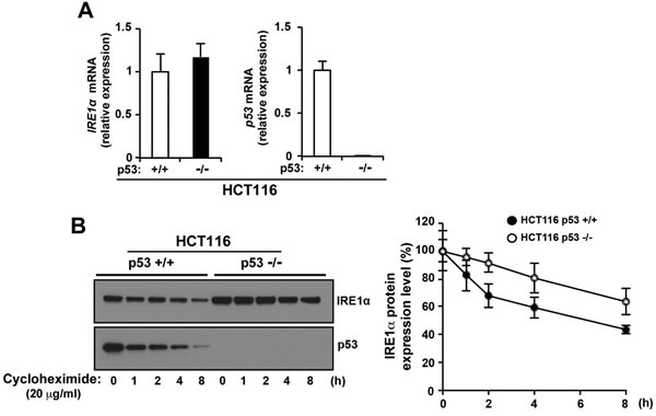 p53 stimulates IRE1&#x3b1; protein degradation.
