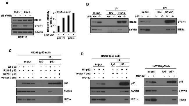 Synoviolin promotes IRE1&#x3b1; degradation in a wild-type p53-dependent manner.