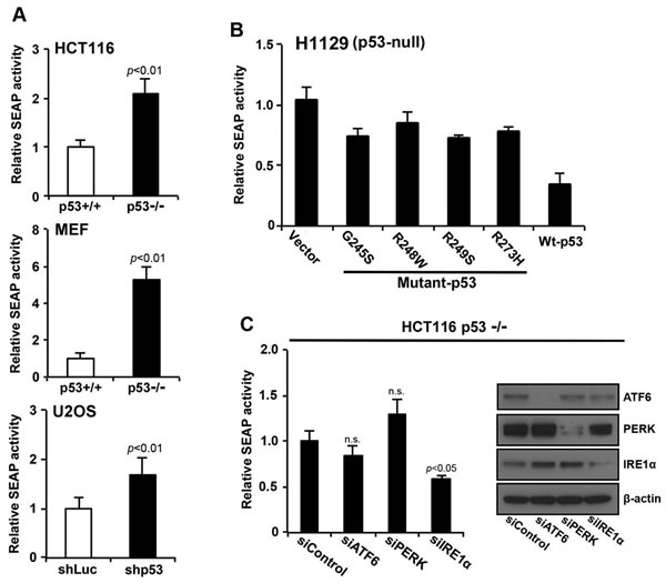 p53 deficiency increases secretory the function of the ER through the IRE1&#x3b1;/XBP1 pathway.