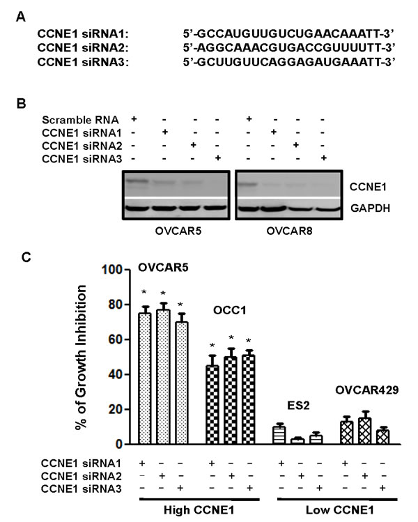 Ovarian cancer cells with elevated CCNE1 expression is sensitive to CCNE1 knockdown.