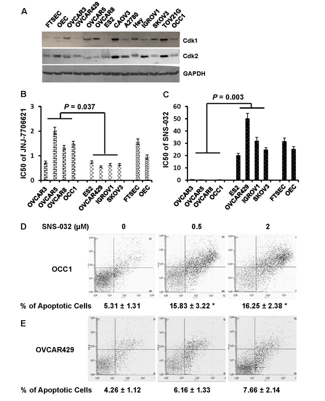 Cdk2 inhibitor SNS-032, but not Cdk1 inhibitor JNJ-7706621 selectively inhibits growth of ovarian cancer cells with elevated CCNE1 expression by inducing apoptosis.