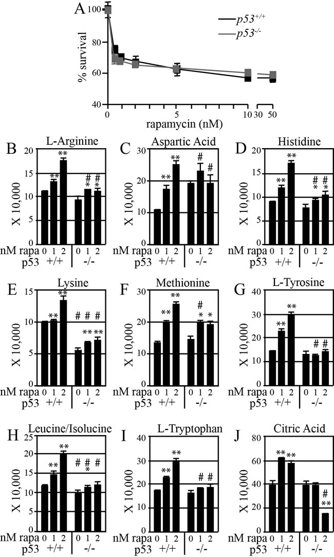 Rapamycin more effectively increases amino acid levels in mouse ES cells with functional p53.