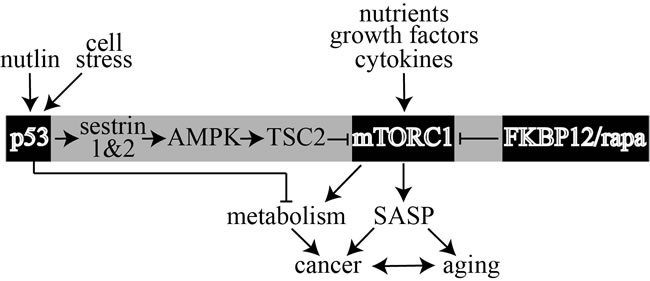 Model that shows rapamycin (rapa) and p53 separately antagonize mTORC1 through two distinct pathways to influence cancer, SASP and metabolism.