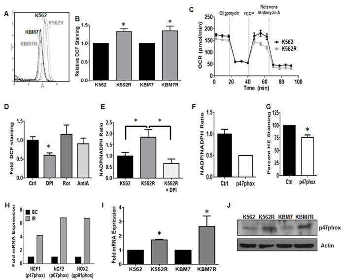 NOX2 promotes increased ROS in TKI-resistant CML.