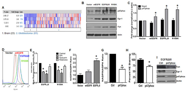 The NOX2/Egr-1/Fyn pathway is active in EGFR-mutated GBM.