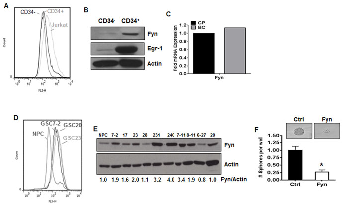 The NOX2/Egr-1/Fyn pathway is present in cancer stem cells.