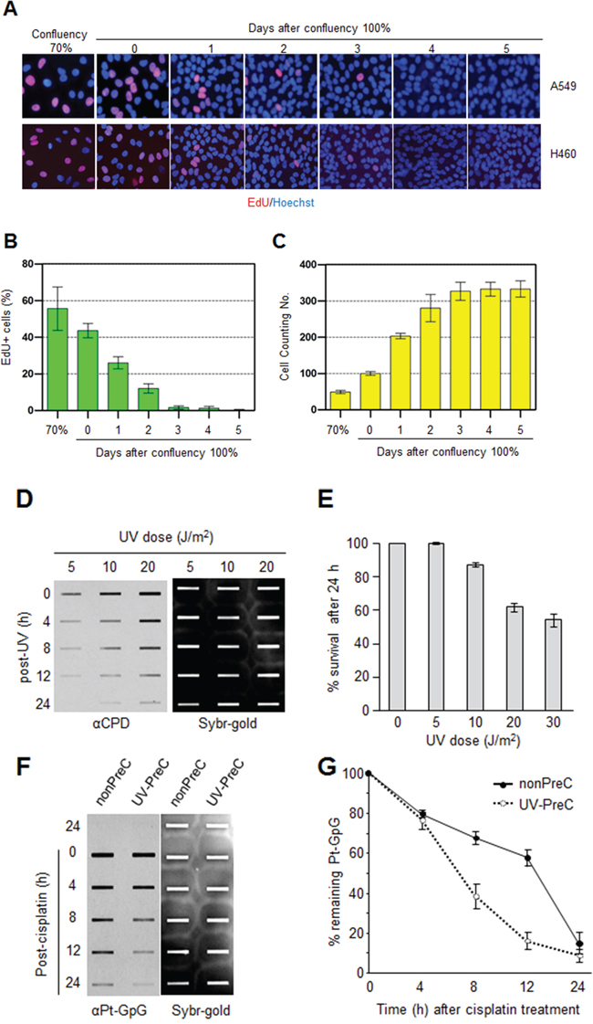 Preconditioning of cells with UV irradiation facilitates subsequent repair of cisplatin-induced damage.