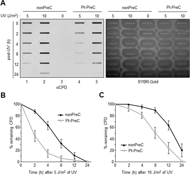 Enhanced UV-induced CPD repair activity following Pt-PreC.