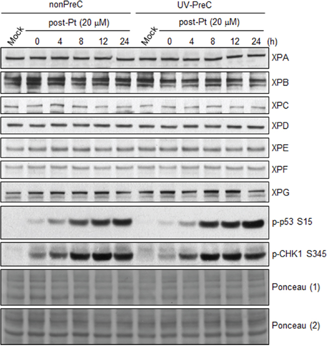 PreC does not alter the protein expression of core NER factors nor ATR activity.