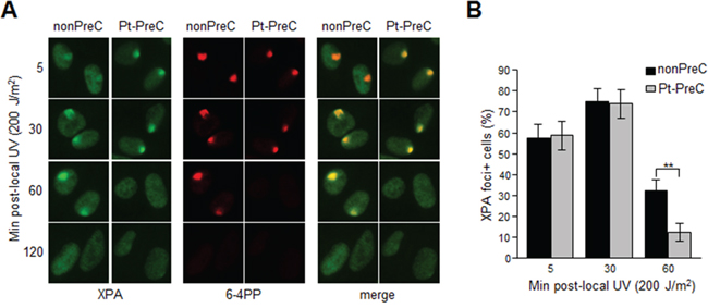 PreC accelerates XPA binding to DNA lesions.