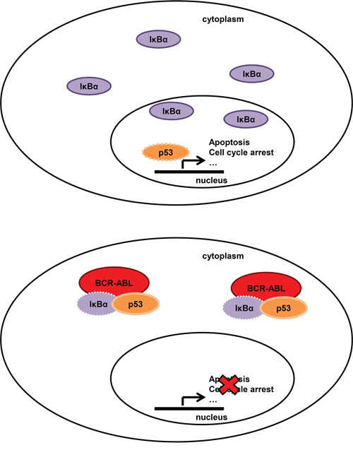 Model of BCR-ABL-I&#x03BA;B&#x03B1;-p53 network in normal (upper panel) and BCR-ABL positive cells (bottom panel).