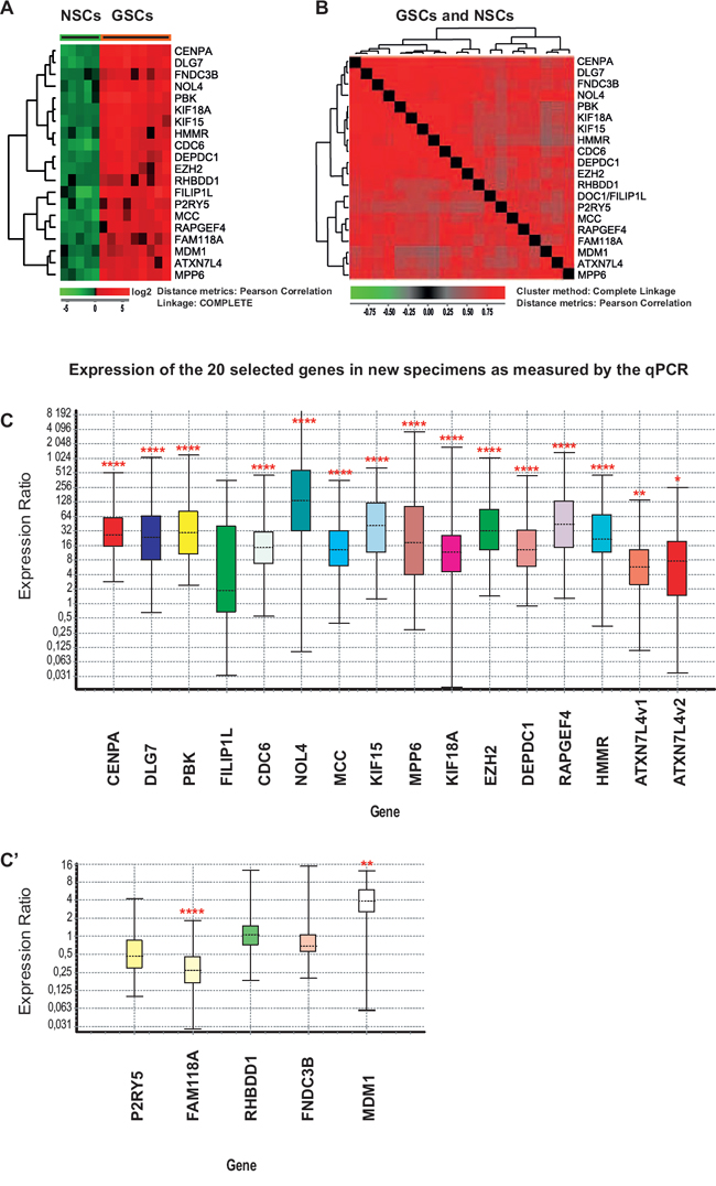 Expression of the 20 selected genes in NSC and GSC cultures measured by microarrays (A-B) and qPCR (C-C&rsquo;).
