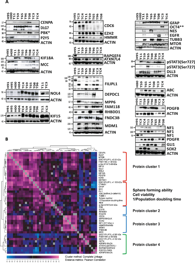 Expression of the proteins encoded by the 20 selected genes and targeted proteomics.