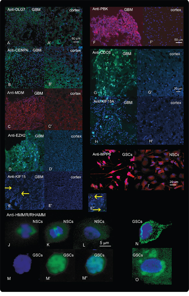 Results of Immunolabeling.