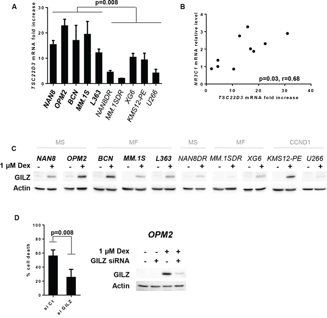 GILZ up-regulation is necessary for Dex-induced apoptosis.