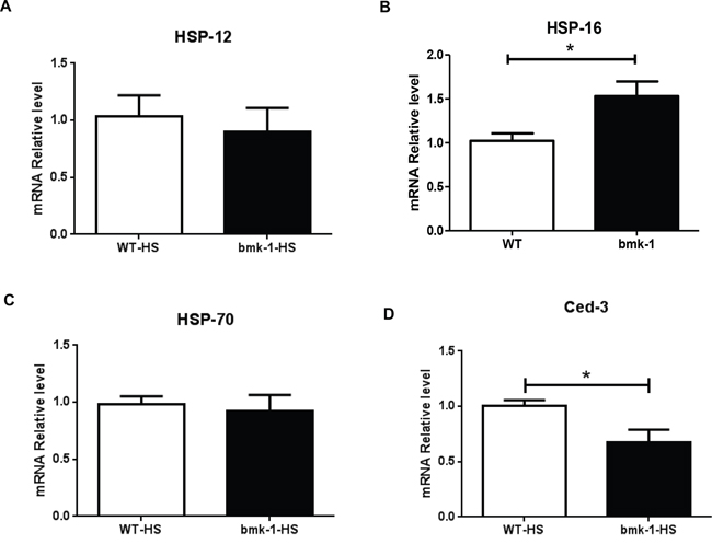 Hsp-16 expression was elevated after heat shock in bmk-1 over-expressing C. elegans.