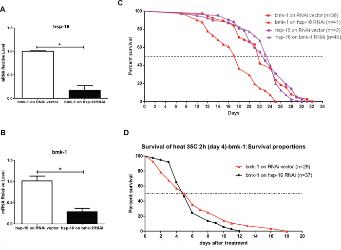 RNAi inhibition of hsp-16 in bmk-1 over-expressing worms shortens lifespan and weakens heat shock response.