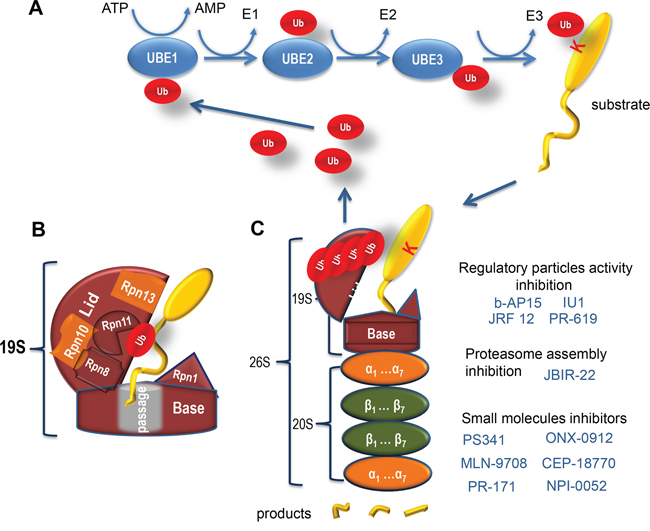 Ubiquitin-related protein degradation by proteasome.