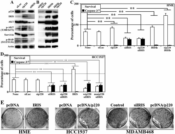 The effects of BRCA1-IRIS and/or BRCA1/p220 on the expression and activation of survival proteins, cell survival and transformation.