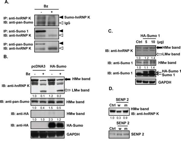Downregulation of sumoylated hnRNP K expression in bortezomib-treated human Burkitt&#x2019;s lymphoma cells.
