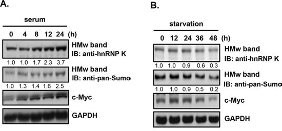 Effects of nutrition and starvation on the protein expression of sumoylated hnRNP K and c-Myc in human Burkitt&#x2019;s lymphoma cells.