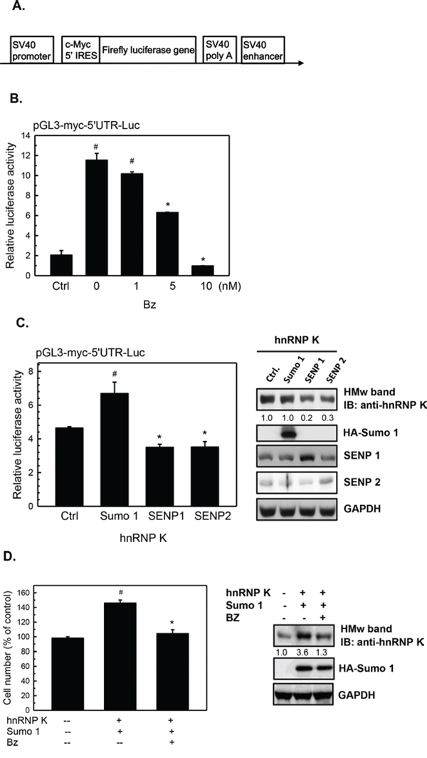 Upregulation of c-Myc protein expression by sumoylated hnRNP K in human Burkitt&#x2019;s lymphoma cells.