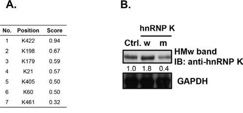 Lysine 422 is the potential sumoylation site in human hnRNP K.
