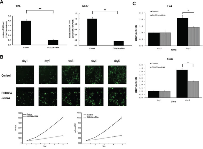 Lentivirus-mediated knockdown of CCDC34 inhibited human bladder cancer cell growth.
